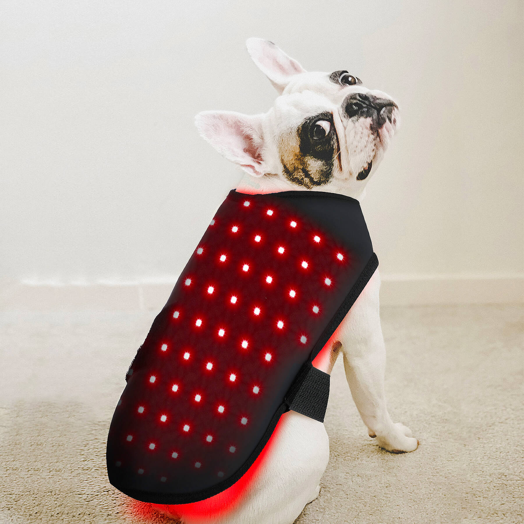 Zephira | Red Light Therapy Coat — Adjustable Fit Infrared Technology for Pets 1