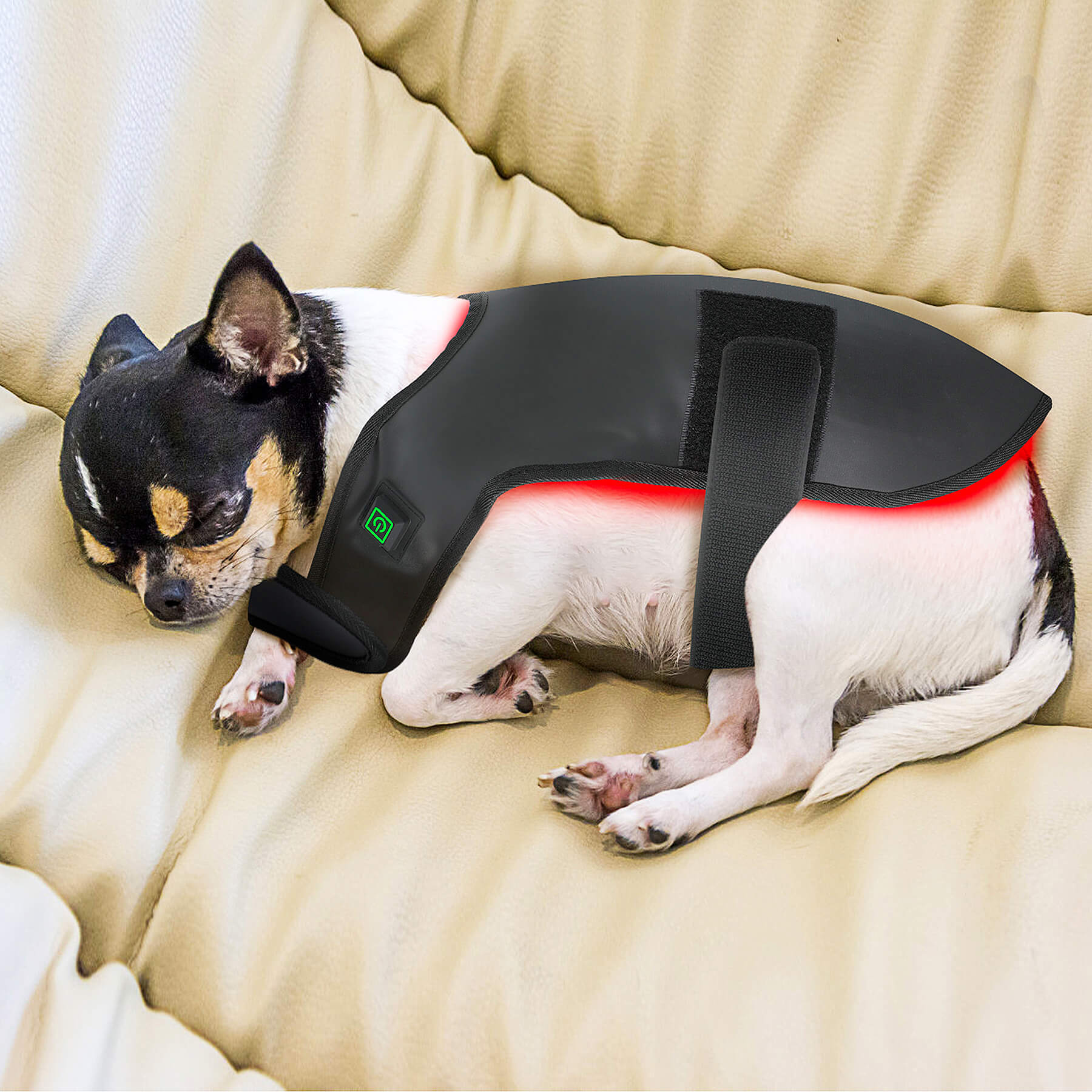 Zephira | Red Light Therapy Coat — Adjustable Fit Infrared Technology for Pets 4